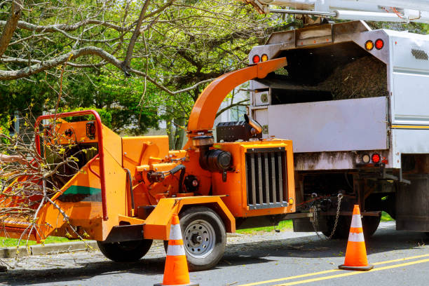 Reliable Boyd, TX Tree Removal and Landscaping Services Solutions